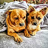 dog, two_dogs, blanket, bed, cozy, indoor, pet, fur, cute, snuggling, animal, canine, ears, paw, relaxed, brown, tan, speckled, comfort, home