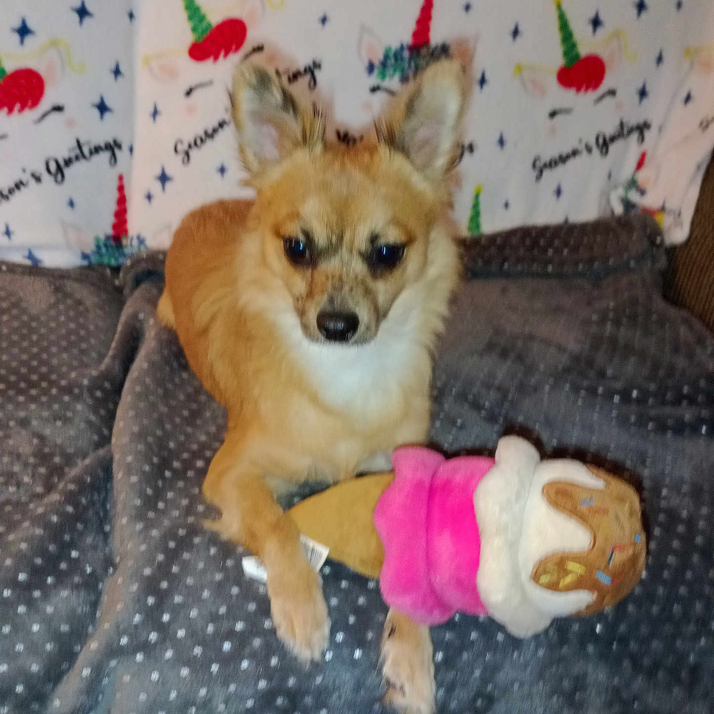 Squeakers is registered to the contest to win money with this photo: dog, plush_toy, blanket, unicorn, pattern, indoor, pet, animal, cozy, polka_dot, fabric, toy, small_dog, brown_fur, ears, cute, resting, colorful, background, comfort