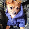 Squeakers joined the competition — help win amazing prizes! puppy, dog, blue_hoodie, cute, close_up, camouflage_jacket, pet, fur, ears, nose, young_animal, adorable, warm_clothing, indoor, portrait, animal_face, small_dog, looking, curious, cuddly