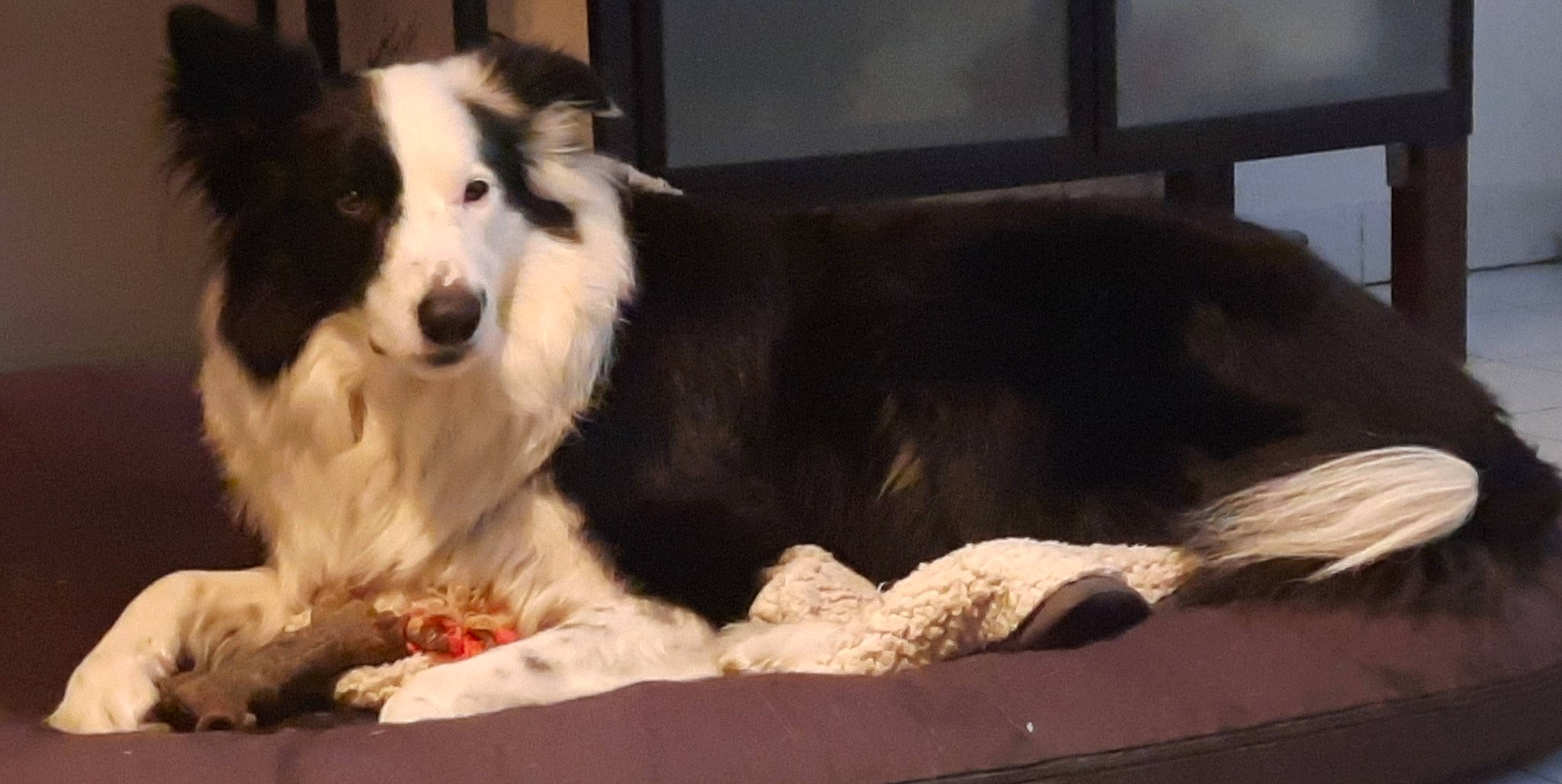 Magnum participe au concours pour gagner de l'argent avec cette photo : ancient_dog_breeds, border_collie, bored, canis, carnivore, comfort, companion_dog, dog, dog_breed, fur, herding_dog, snout, sporting_group, terrestrial_animal, whiskers, working_animal, working_dog