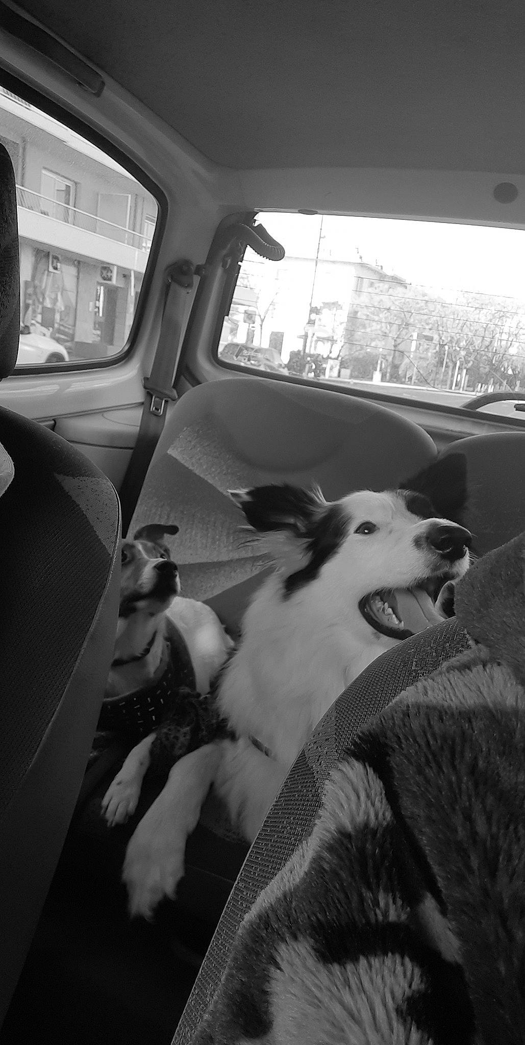 Magnum participe au concours pour gagner de l'argent avec cette photo : automotive_design, automotive_exterior, automotive_lighting, black, black_and_white, car, carnivore, companion_dog, dog, dog_breed, monochrome, monochrome_photography, motor_vehicle, photograph, snapshot, style, vehicle, vehicle_door, window, windshield