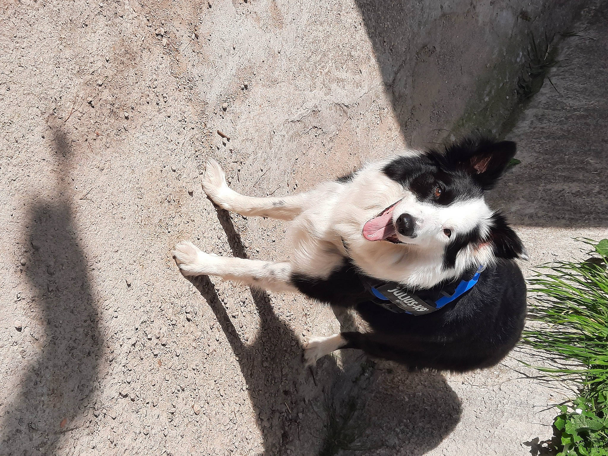Magnum participe au concours pour gagner de l'argent avec cette photo : asphalt, carnivore, cat, collar, companion_dog, dog_breed, dog_collar, domestic_short_haired_cat, felidae, fur, grass, leash, paw, plant, road_surface, shadow, small_to_medium_sized_cats, soil, tail, whiskers