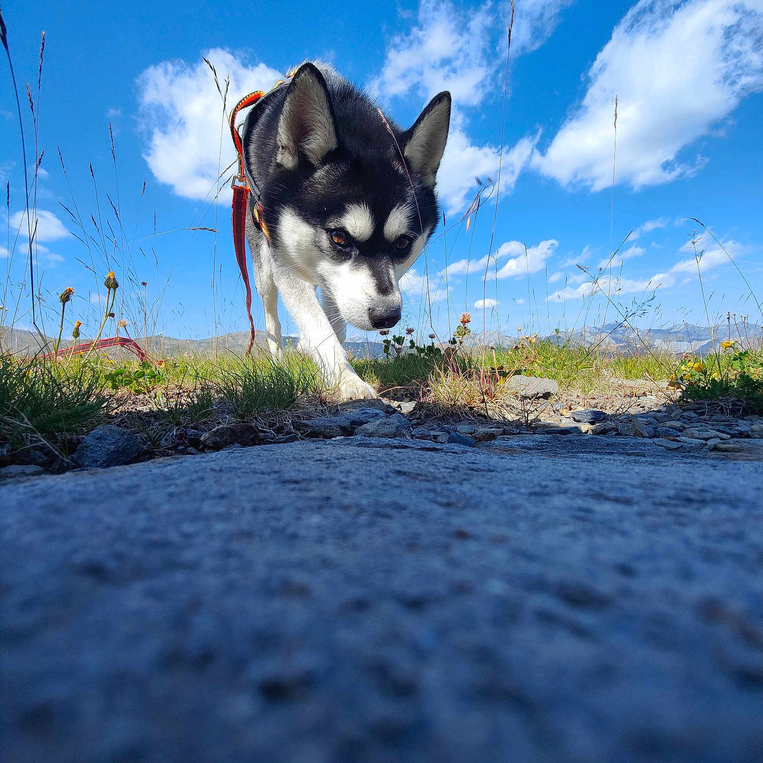 Speed