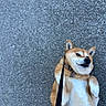 animal, asphalt, black_shoe, canine, collar, cute, dog, expression, fur, ground, leash, lying_down, outdoor, paw, pet, playful, relaxed, shiba_inu, texture, walking