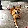 Roi Bono a rejoint le concours — aidez-le/la à gagner de superbes lots ! animal, bow_tie, brown_fur, cabinet, canine, companion, cute, dog, domestic_animal, flooring, household, indoor, laying_down, modern_kitchen, pet, playful, relaxed, soccer_ball, tiled_floor, toy
