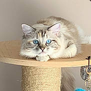 Yumi Loo participe au concours pour gagner de l'argent avec cette photo : cat, blue_eyes, fluffy_fur, cat_tree, wooden_platform, indoor, pet, feline, relaxed, curious, hanging_toy, scratching_post, close_up, neutral_background, animal, domestic, cute, whiskers, portrait, resting