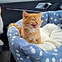 kitten, cat, orange_cat, pet_bed, polka_dot, blue, white, car_interior, seatbelt, cute, furry, young_animal, playful, domestic_cat, pet, animal, small, happy, cozy, indoor