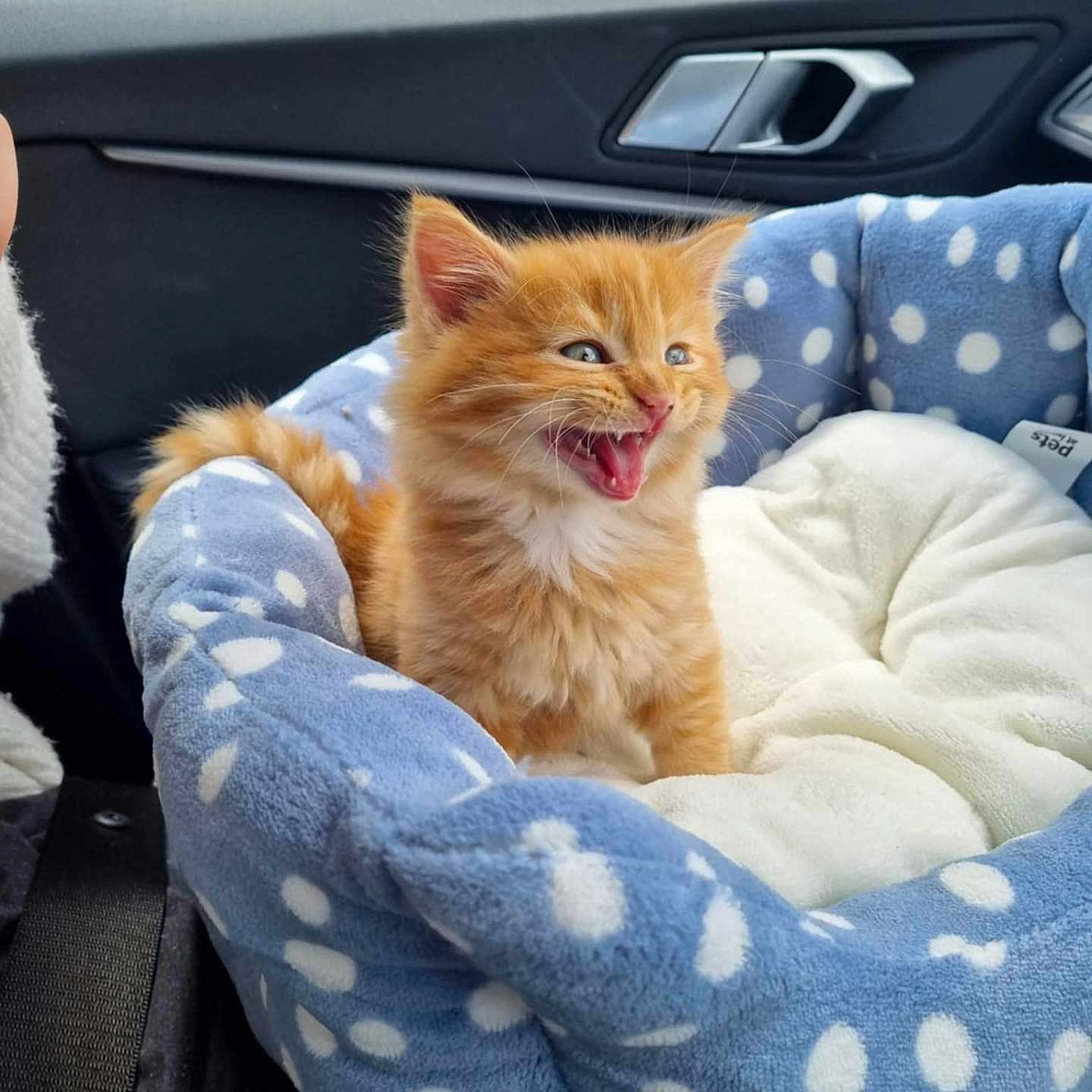 Garfield is registered to the contest to win money with this photo: animal, blue, car_interior, cat, cozy, cute, domestic_cat, furry, happy, indoor, kitten, orange_cat, pet, pet_bed, playful, polka_dot, seatbelt, small, white, young_animal