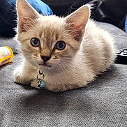 Neeko joined the competition — help win amazing prizes! animal, bell, blue_eyes, cat, close_up, collar, cute, domestic, ears, fur, gray_fabric, household, indoor, kitten, pet, pillow, remote_control, resting, sofa, whiskers