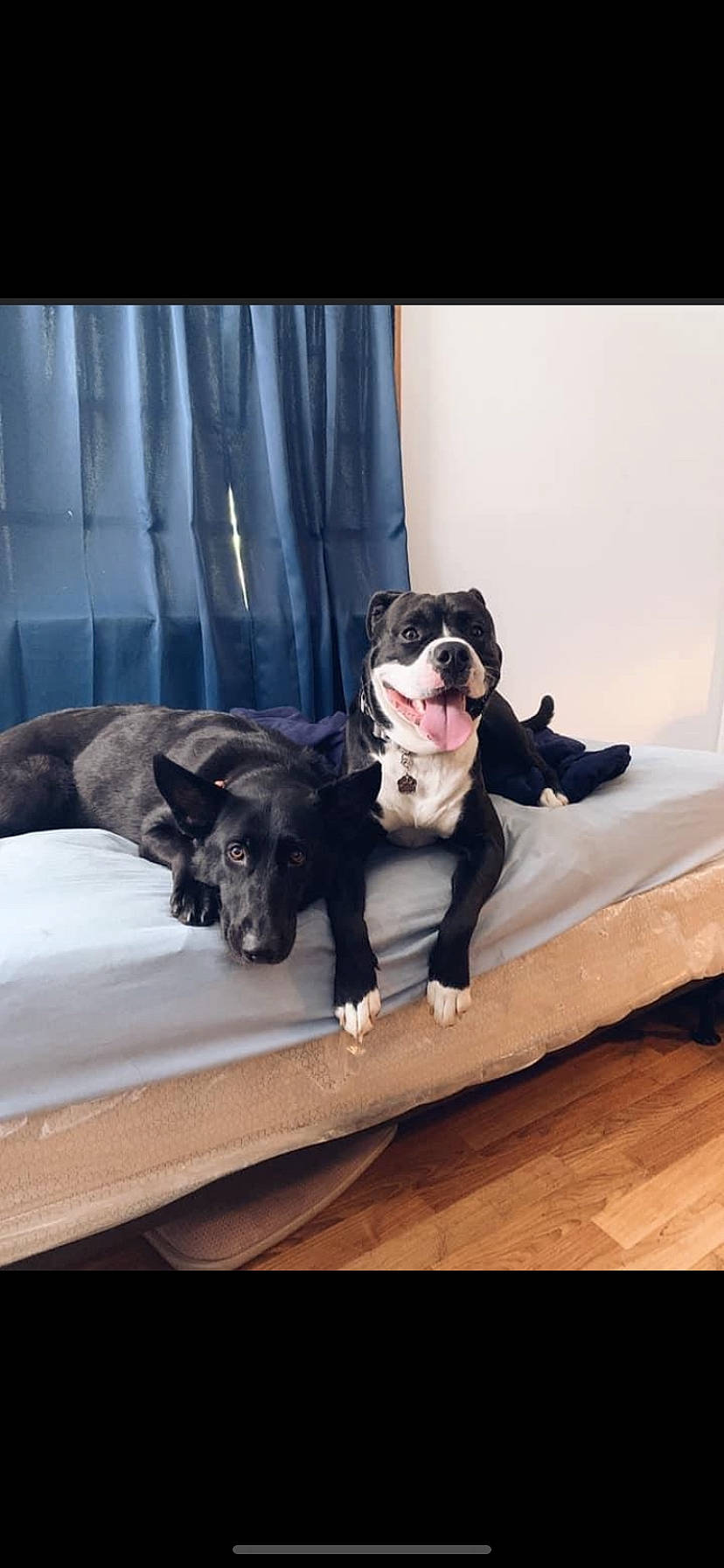 Aries joined the competition — help win amazing prizes! boston_terrier, canidae, carnivore, comfort, companion_dog, curtain, dog, dog_breed, fawn, flooring, hardwood, house, mammal, snout, sporting_group, tail, toy_dog, vertebrate, wood, working_animal