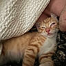 Clementine joined the competition — help win amazing prizes! kitten, cat, orange_tabby, sleepy, blanket, person, face, nap, cozy, indoor, resting, cute, fur, whiskers, closeup, warm, comfort, pet, animal, soft