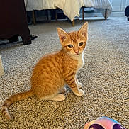 Clementine joined the competition — help win amazing prizes! kitten, orange_tabby, cat, carpet, bedroom, toy, stuffed_toy, carpeted_floor, bed, white_bedding, indoor, pet, animal, feline, small_animal, cute, young_cat, ears, whiskers, tail