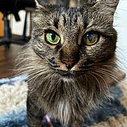 Valkyrie joined the competition — help win amazing prizes! cat, tabby, heterochromatic_eyes, close_up, indoor, furniture, rug, whiskers, curious, feline, pet, fur, animal, portrait, domestic_cat, floor, closeup, green_eye, yellow_eye, house