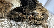 Valkyrie is registered to the contest to win money with this photo: animal, blanket, cat, closeup, cozy, cute, domestic_cat, feline, fluffy, fur, indoor, paw, peaceful, pet, relaxation, resting, sleeping, tabby, texture, whiskers
