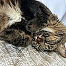 cat, tabby, sleeping, fluffy, fur, closeup, pet, cozy, resting, animal, whiskers, paw, cute, domestic_cat, feline, texture, blanket, relaxation, indoor, peaceful