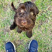 Milo is registered to the contest to win money with this photo: puppy, dog, grass, outdoor, footwear, sneakers, blue_shoes, pet, cute, looking_up, animal, young_dog, fur, playful, adorable, brown_dog, small_dog, canine, ground, daylight
