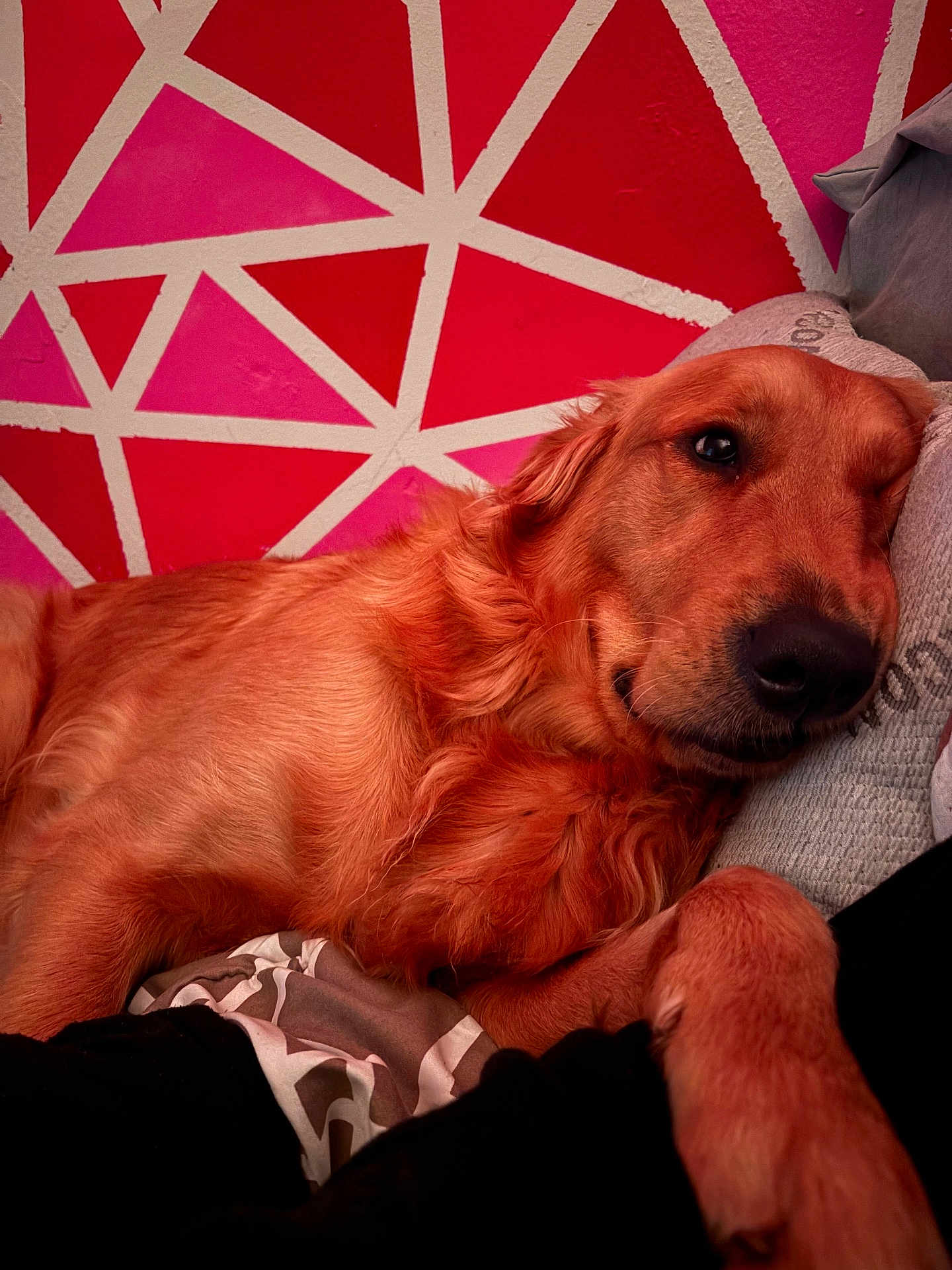 Gus is registered to the contest to win money with this photo: dog, golden_retriever, pet, lying_down, pillow, indoor, relaxed, fur, animal, canine, resting, cozy, comfort, bed, pink_wall, geometric_pattern, cute, portrait, domestic_animal, sleepy