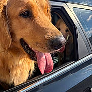 Gus joined the competition — help win amazing prizes! dog, golden_retriever, tongue_out, car, window, pet, animal, canine, sunlight, outdoor, vehicle, happy, companion, fur, muzzle, transportation, friendship, leisure, travel, nature