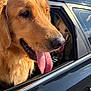 dog, golden_retriever, tongue_out, car, window, pet, animal, canine, sunlight, outdoor, vehicle, happy, companion, fur, muzzle, transportation, friendship, leisure, travel, nature