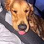 Gus is registered to the contest to win money with this photo: dog, golden_retriever, tongue_out, sleepy, resting, indoor, cushion, fabric, close_up, pet, animal, fur, canine, snout, ears, bed, blanket, relaxed, cute, companion