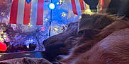 Gus is registered to the contest to win money with this photo: dog, christmas_tree, lights, flag, puerto_rican_flag, decorations, holiday, festive, cozy, sleeping, fur, indoors, relaxation, celebration, white_tree, ornaments, night, warm_lighting, holiday_decor, resting