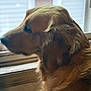 Gus is registered to the contest to win money with this photo: dog, golden_retriever, pet, window, indoor, looking_away, fur, animal, canine, side_profile, soft_light, blurred_background, domestic, mammal, companion, portrait, calm, cute, furry, house