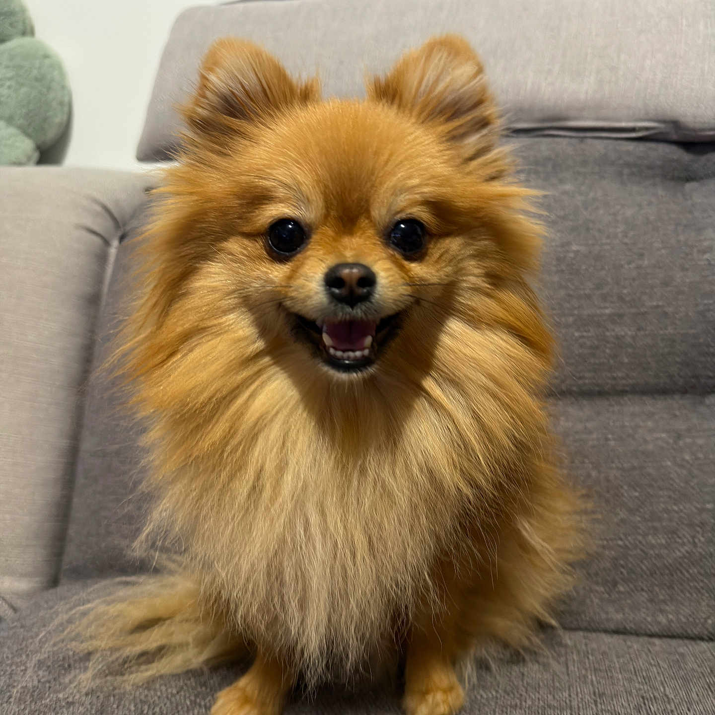 Vye participe au concours pour gagner de l'argent avec cette photo : dog, pomeranian, fluffy, golden, small_dog, long_hair, open_mouth, happy, smiling, sitting, portrait, pet, canine, ears, black_nose, indoors, sofa, couch, home, animal