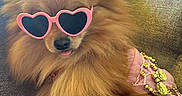 Vye a rejoint le concours — aidez-le/la à gagner de superbes lots ! dog, puppy, fluffy, long_hair, brown_fur, small_dog, sunglasses, heart_shaped_glasses, pink_accessory, costume, dressed_up, blep, tongue, cute, portrait, indoor, couch, sitting, pet, fashion