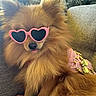 dog, puppy, fluffy, long_hair, brown_fur, small_dog, sunglasses, heart_shaped_glasses, pink_accessory, costume, dressed_up, blep, tongue, cute, portrait, indoor, couch, sitting, pet, fashion