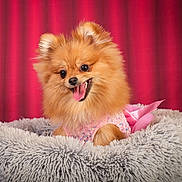 Vye participe au concours pour gagner de l'argent avec cette photo : dog, pomeranian, small_dog, fluffy, orange_fur, open_mouth, smiling, tongue, pet, portrait, pink_outfit, sparkly_clothing, pink_bow, shaggy_cushion, red_curtain, indoor, studio, closeup, adorable, fashionable