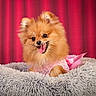 dog, pomeranian, small_dog, fluffy, orange_fur, open_mouth, smiling, tongue, pet, portrait, pink_outfit, sparkly_clothing, pink_bow, shaggy_cushion, red_curtain, indoor, studio, closeup, adorable, fashionable