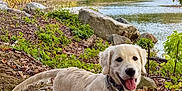Sailor Skye is registered to the contest to win money with this photo: dog, golden_retriever, puppy, leash, autumn, fall_leaves, lake, rocks, trees, greenery, nature, outdoor, smiling, tongue_out, pet, canine, forest, water, happy, scenic