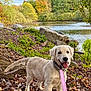 dog, golden_retriever, puppy, leash, autumn, fall_leaves, lake, rocks, trees, greenery, nature, outdoor, smiling, tongue_out, pet, canine, forest, water, happy, scenic