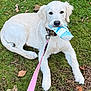 Sailor Skye is registered to the contest to win money with this photo: dog, white_dog, grass, leash, outdoor, pet, animal, playful, mouth_holding, cup, collar, lying_down, nature, fall_leaves, canine, young_dog, daylight, friendly, cute, companion