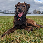 Chimera joined the competition — help win amazing prizes! dog, grass, outdoor, pet, animal, tongue_out, blue_eyes, collar, happy, canine, field, nature, sky, cloudy, fur, muzzle, ears, lying_down, playful, daytime
