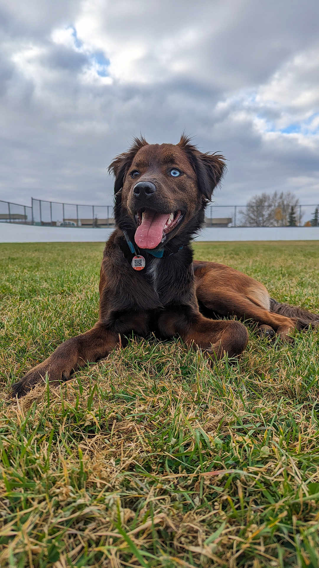 Chimera joined the competition — help win amazing prizes! dog, grass, outdoor, pet, animal, tongue_out, blue_eyes, collar, happy, canine, field, nature, sky, cloudy, fur, muzzle, ears, lying_down, playful, daytime