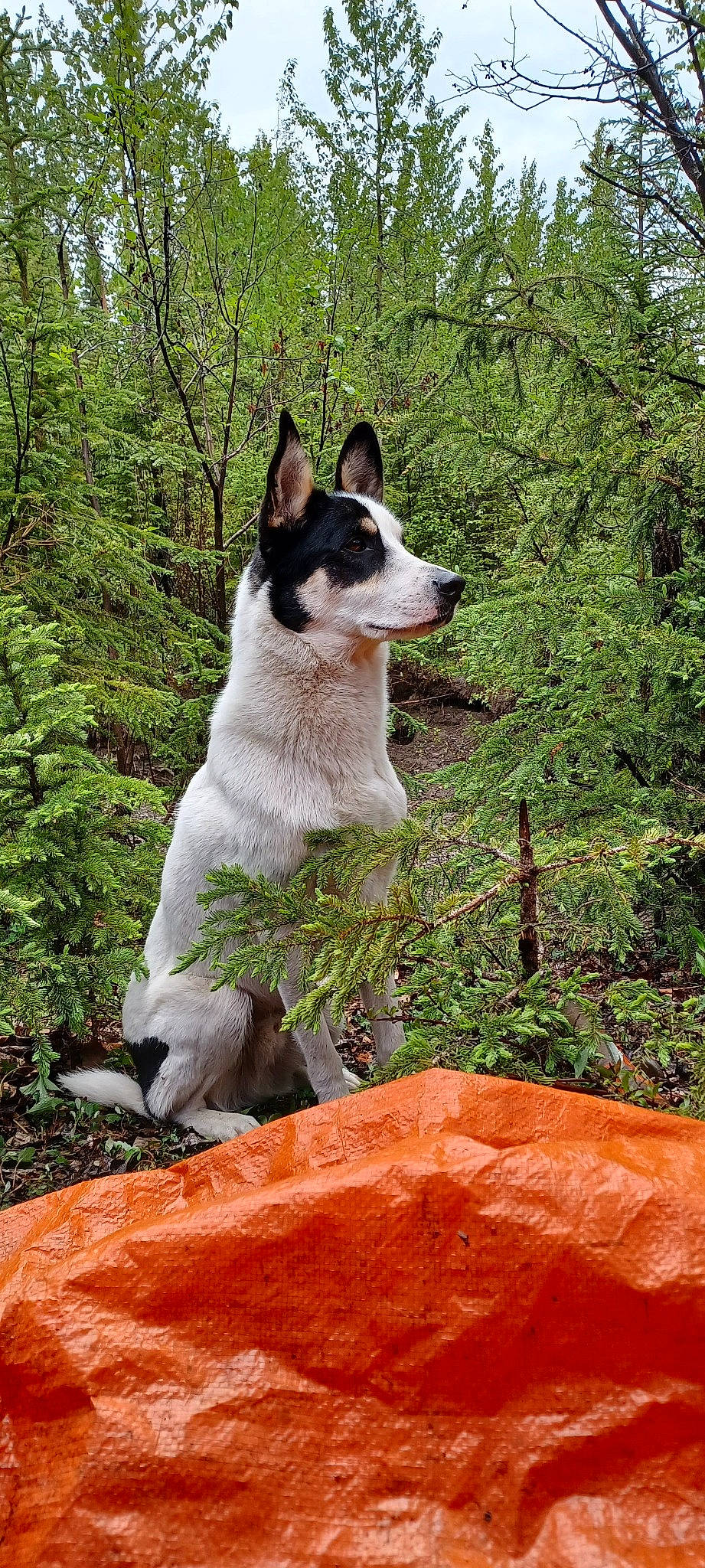 Camaro joined the competition — help win amazing prizes! canidae, carnivore, companion_dog, dog, dog_breed, forest, grass, jungle, landscape, natural_landscape, plant, snout, sporting_group, tail, terrestrial_animal, tree, trunk, wood, woodland, working_animal