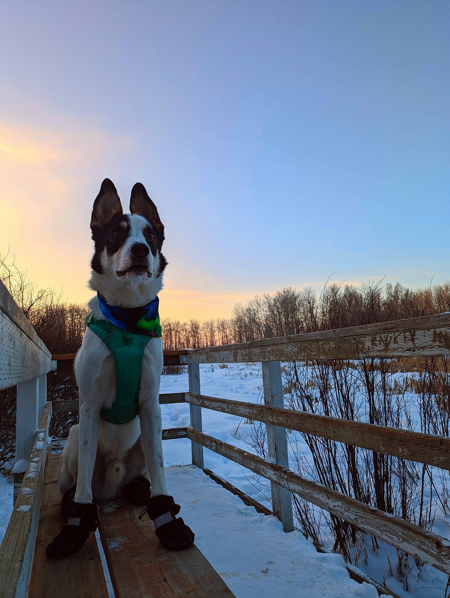 Camaro joined the competition — help win amazing prizes! canidae, carnivore, cloud, collar, companion_dog, dog, dog_breed, dog_collar, eyewear, fawn, fence, landscape, leisure, recreation, sky, snout, snow, sporting_group, tree, wood