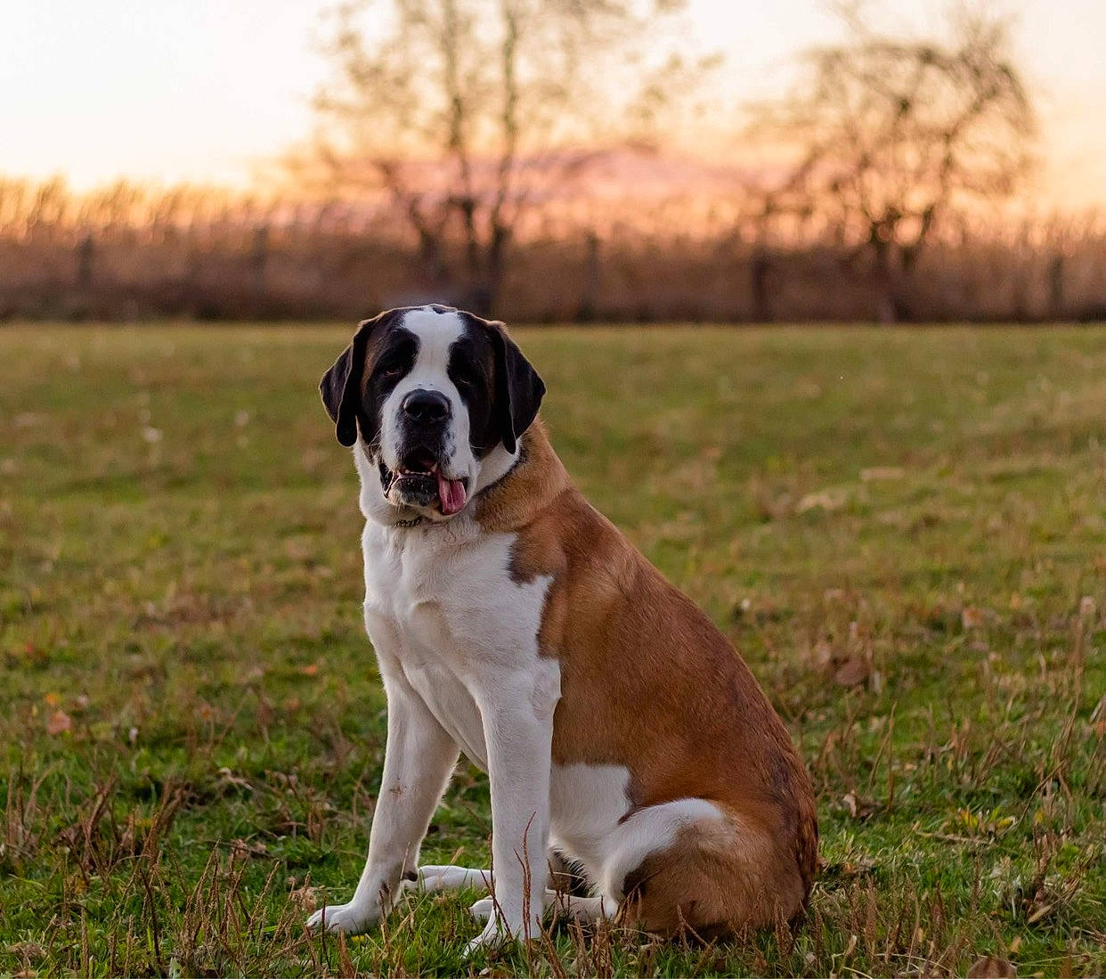 Karen joined the competition — help win amazing prizes! boston_terrier, canidae, carnivore, companion_dog, dog, dog_breed, dog_collar, fawn, grass, grassland, molosser, non_sporting_group, plant, sky, snout, sporting_group, tail, tree, working_animal, working_dog