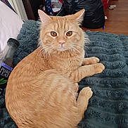 Macaroni joined the competition — help win amazing prizes! cat, ginger_cat, pet, feline, animal, indoor, blanket, bottle, furniture, floor, curious, relaxed, orange_fur, whiskers, ears, eyes, domestic_cat, resting, cozy, household