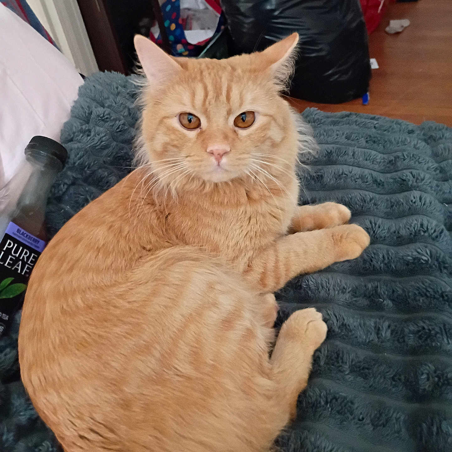 Macaroni joined the competition — help win amazing prizes! cat, ginger_cat, pet, feline, animal, indoor, blanket, bottle, furniture, floor, curious, relaxed, orange_fur, whiskers, ears, eyes, domestic_cat, resting, cozy, household