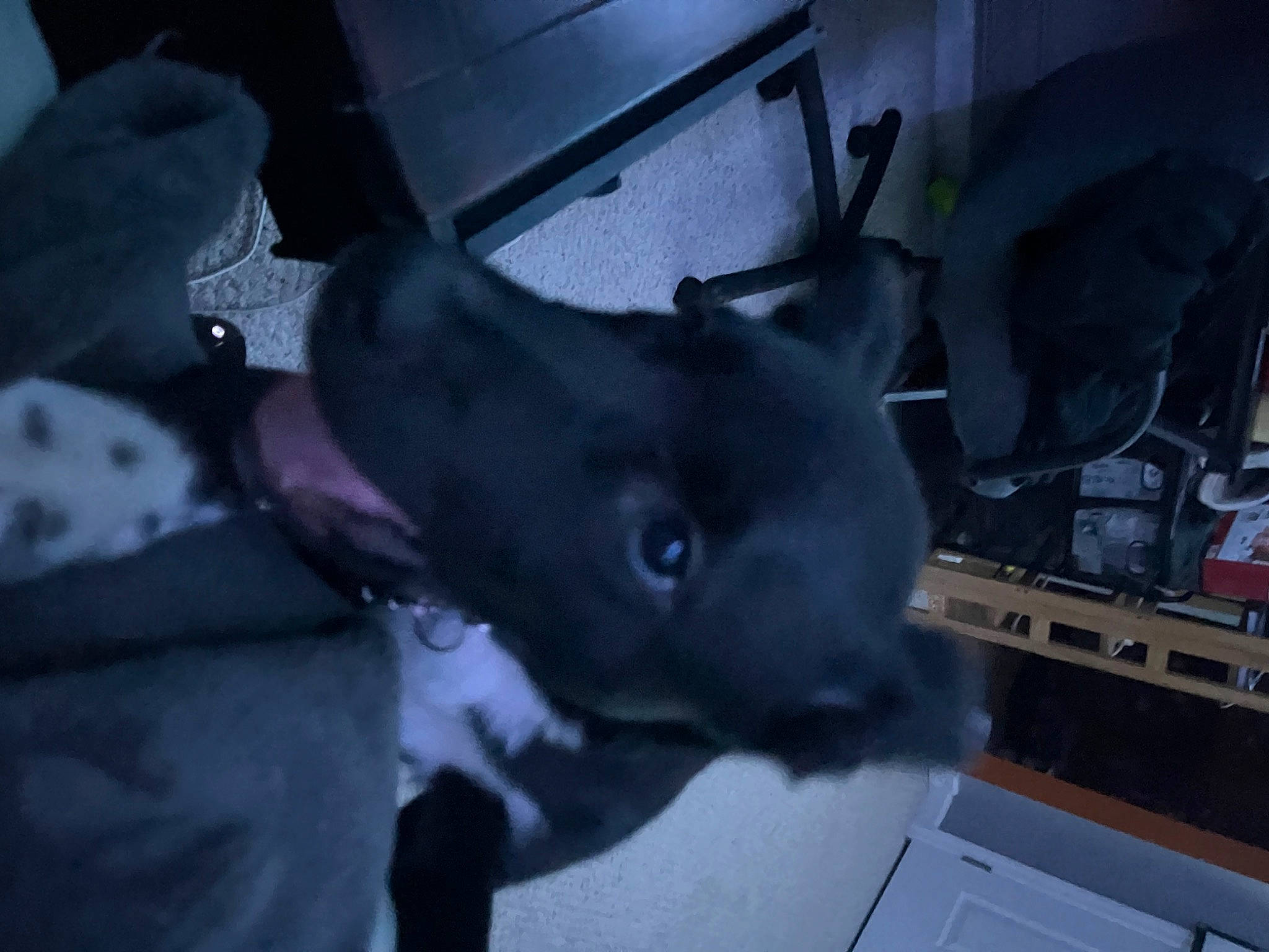 Azriel is registered to the contest to win money with this photo: canidae, carnivore, dog, dog_breed, ear, gesture, jaw, non_sporting_group, snout, sporting_group, windshield, working_animal