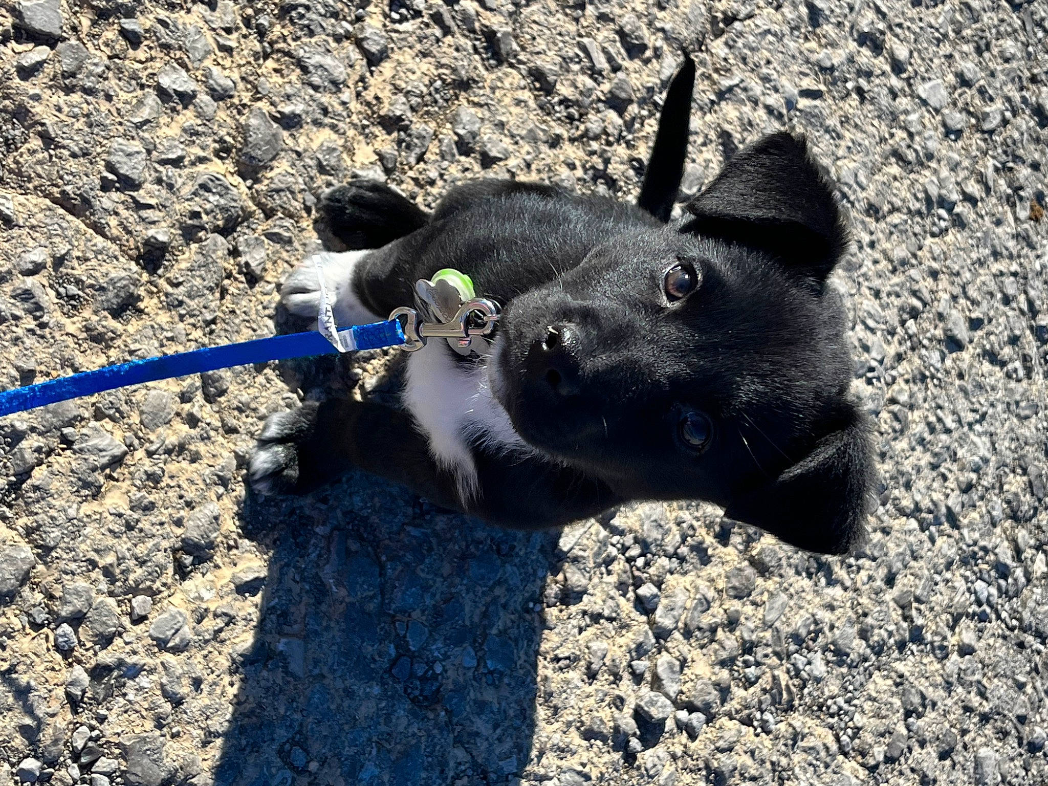 Azriel joined the competition — help win amazing prizes! asphalt, canidae, carnivore, collar, dog, dog_breed, electric_blue, fashion_accessory, non_sporting_group, paw, road_surface, shadow, snout, soil, sporting_group, tail, terrestrial_animal, working_animal