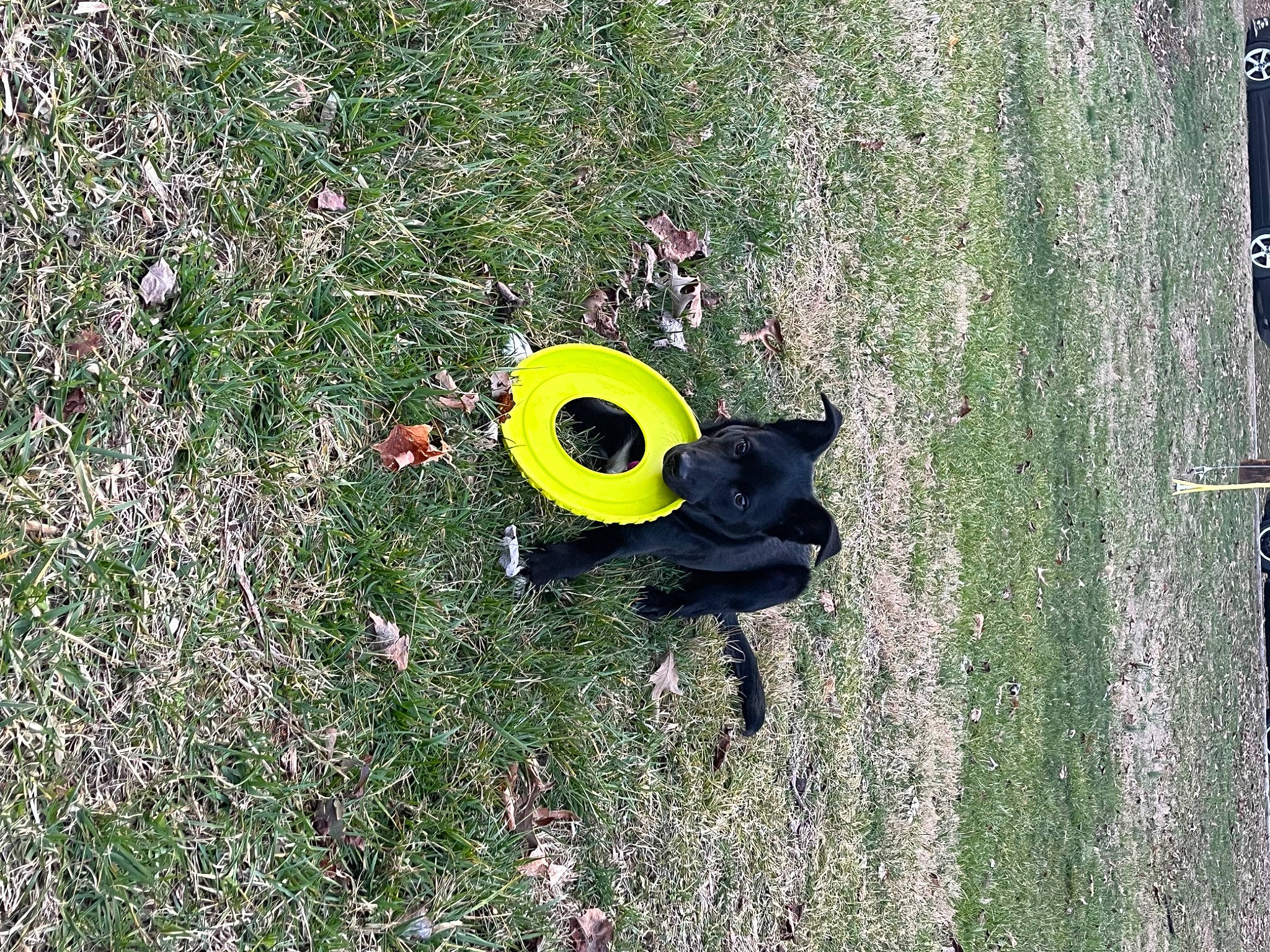 Azriel is registered to the contest to win money with this photo: carnivore, circle, field, font, football, grass, grass_family, grassland, groundcover, herbaceous_plant, lawn, leaf, meadow, natural_environment, plant, shrub, soil, tail, terrestrial_animal, toy
