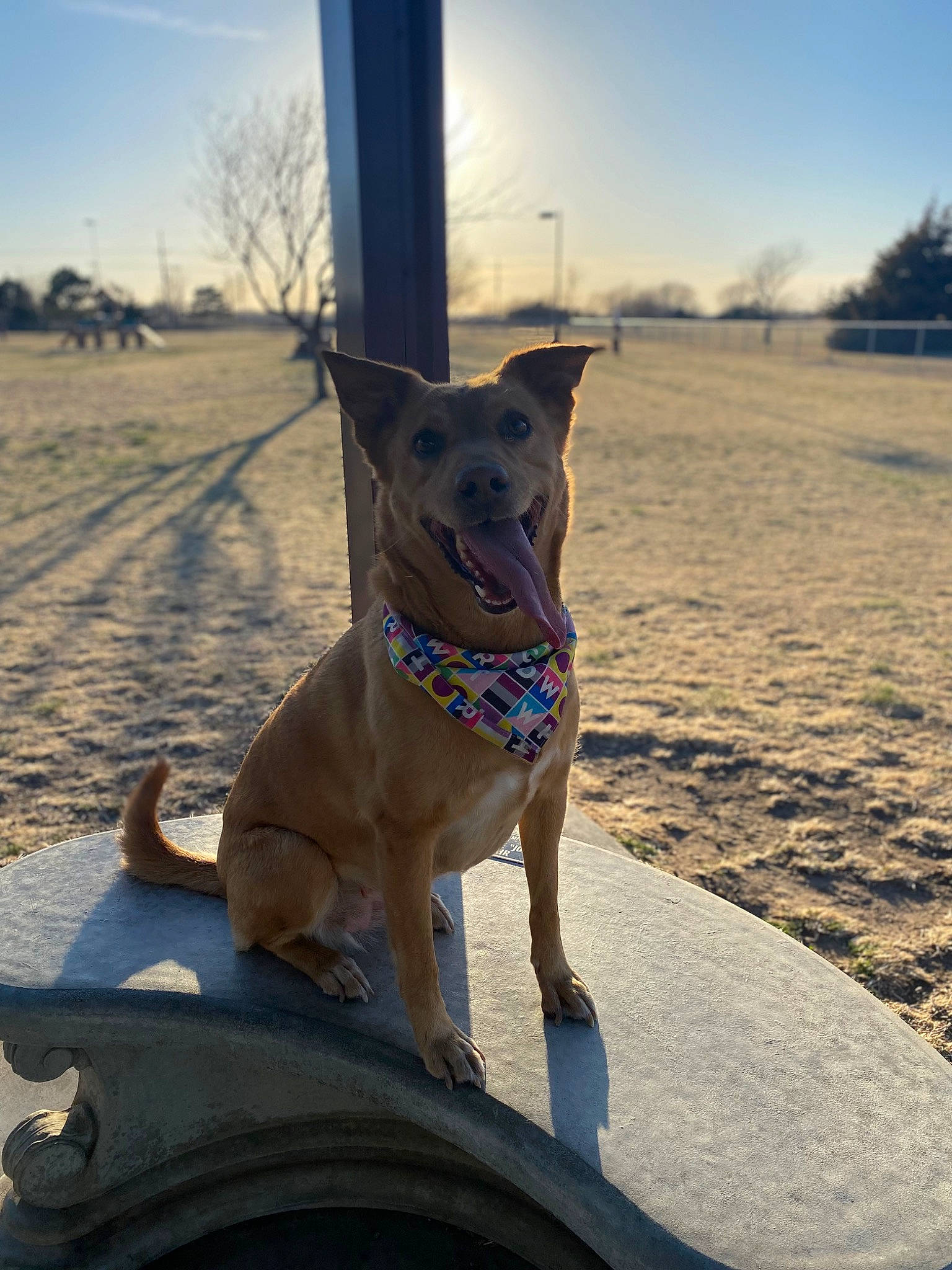 Kate joined the competition — help win amazing prizes! carnivore, cloud, collar, companion_dog, dog, dog_breed, dog_collar, electric_blue, fashion_accessory, fawn, landscape, leash, pet_supply, sky, snout, tree, whiskers, winter, wood, working_animal