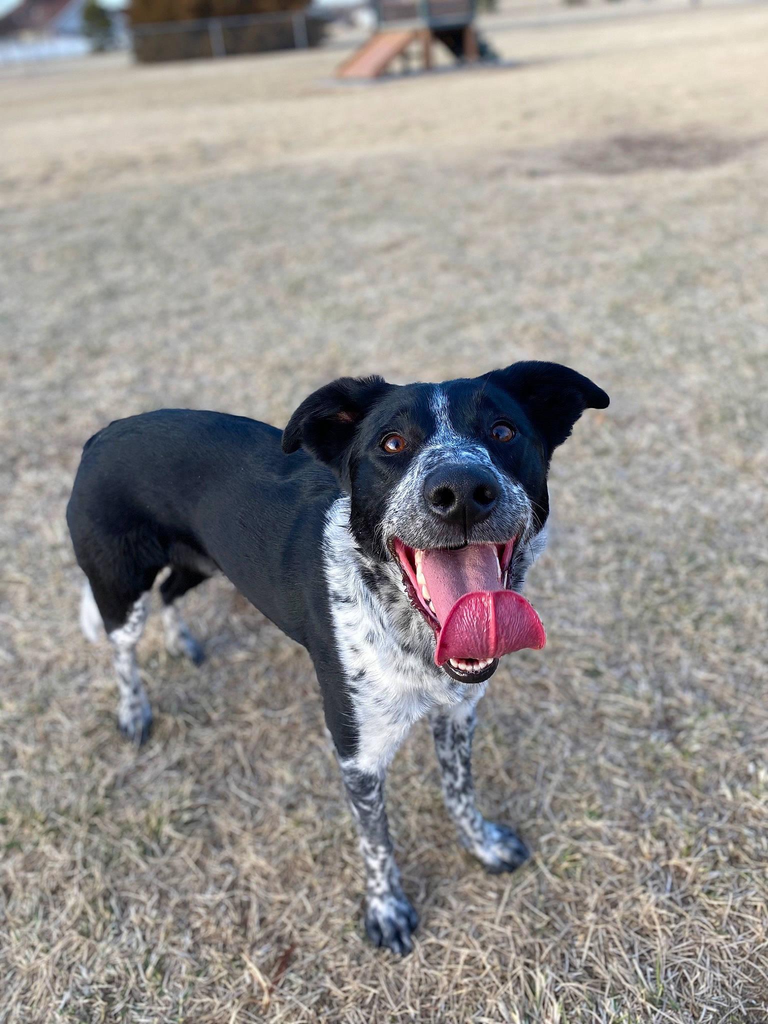 Lilly joined the competition — help win amazing prizes! adventure, ball, borador, canidae, carnivore, collar, companion_dog, dog, dog_breed, dog_collar, fawn, leash, plant, retriever, snout, soil, sporting_group, tail, working_animal, working_dog