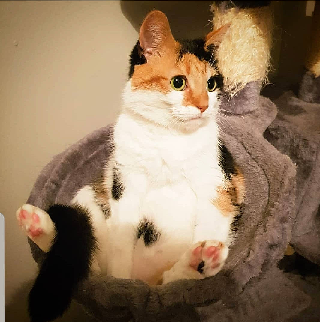 Luna is registered to the contest to win money with this photo: aegean_cat, american_wirehair, asian, carnivore, cat, domestic_short_haired_cat, european_shorthair, felidae, fur, german_rex, japanese_bobtail, kitten, mammal, paw, polydactyl_cat, small_to_medium_sized_cats, tail, turkish_van, vertebrate, whiskers