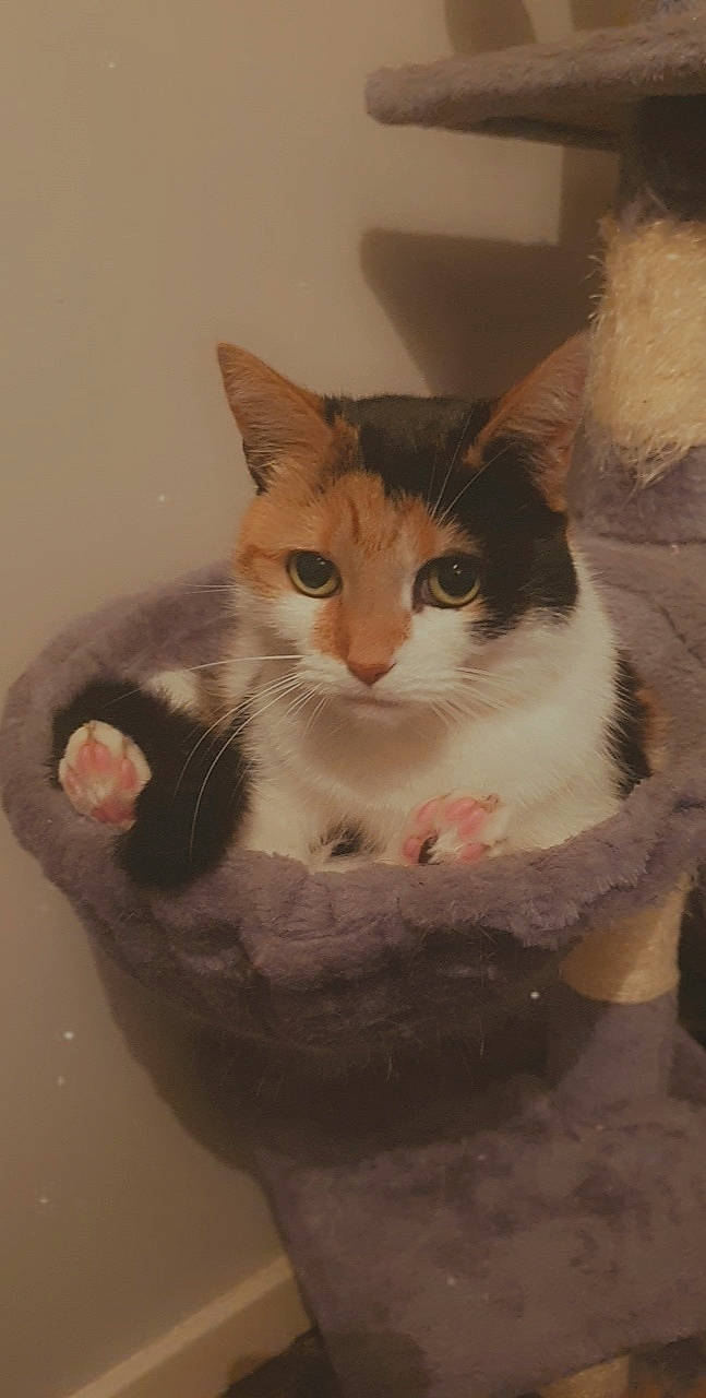 Luna joined the competition — help win amazing prizes! aegean_cat, american_wirehair, arabian_mau, asian, carnivore, cat, domestic_short_haired_cat, european_shorthair, felidae, german_rex, kitten, mammal, ojos_azules, polydactyl_cat, small_to_medium_sized_cats, whiskers