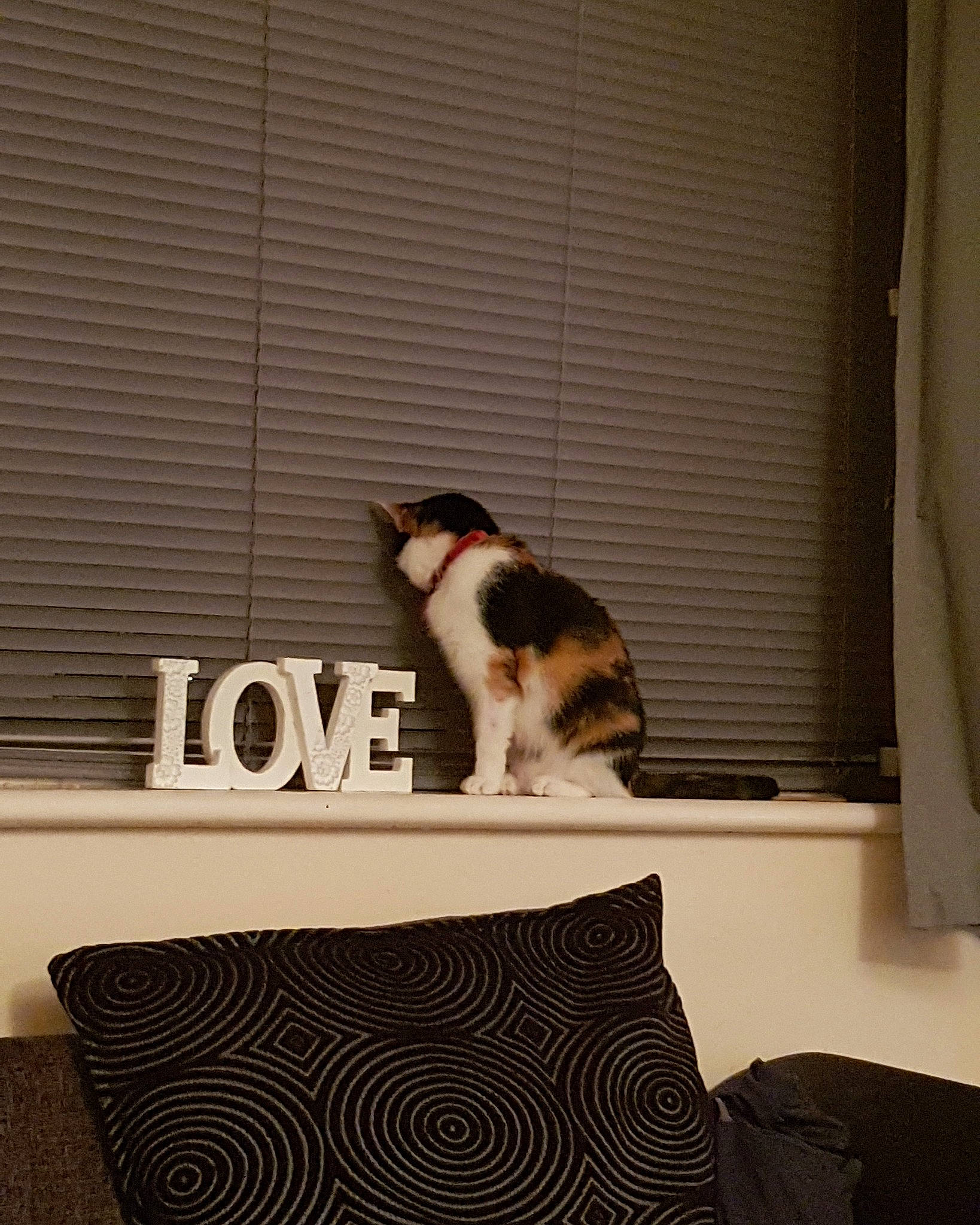 Luna joined the competition — help win amazing prizes! canidae, cardboard, carnivore, cat, door, felidae, fur, furniture, interior_design, kitten, room, small_to_medium_sized_cats, tail, whiskers, window, window_blind, window_covering