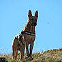 Oural participe au concours pour gagner de l'argent avec cette photo : alert, animal, brown, canine, daytime, dog, ears, field, grass, harness, hill, mammal, nature, outdoor, pet, serious, sky, standing, sunlight, watchful